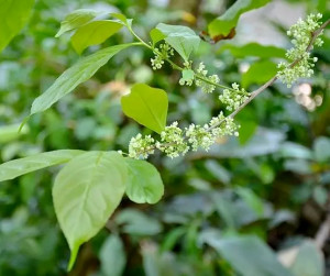 美登木