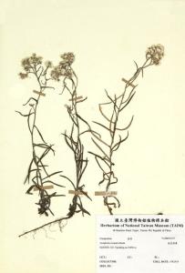 米饭花图册