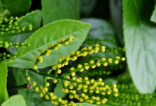 鱼子兰