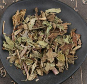 肾茶