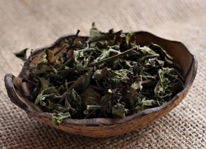 肾茶