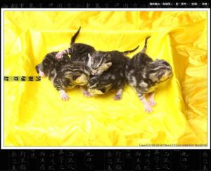 猫胞衣图册