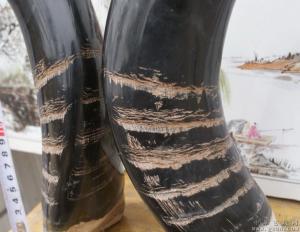 牦牛角图册