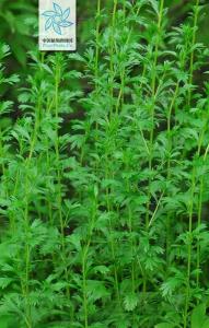 牡蒿（中国植物图像库）