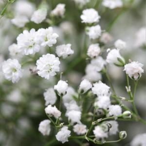 圆锥石头花