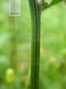 毛连菜