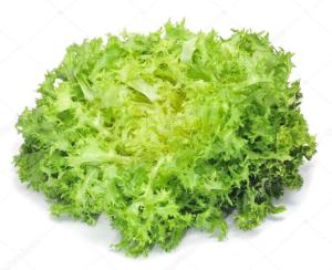 毛菊苣