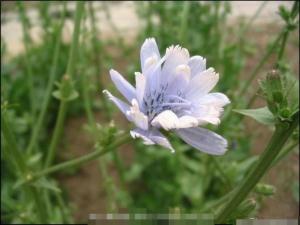 毛菊苣的花