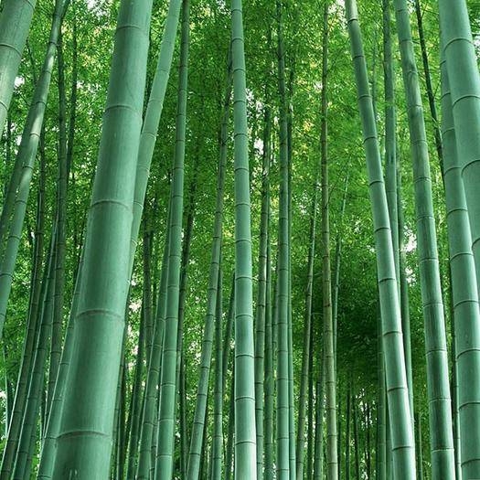 毛竹