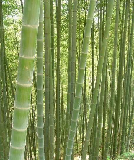 毛竹
