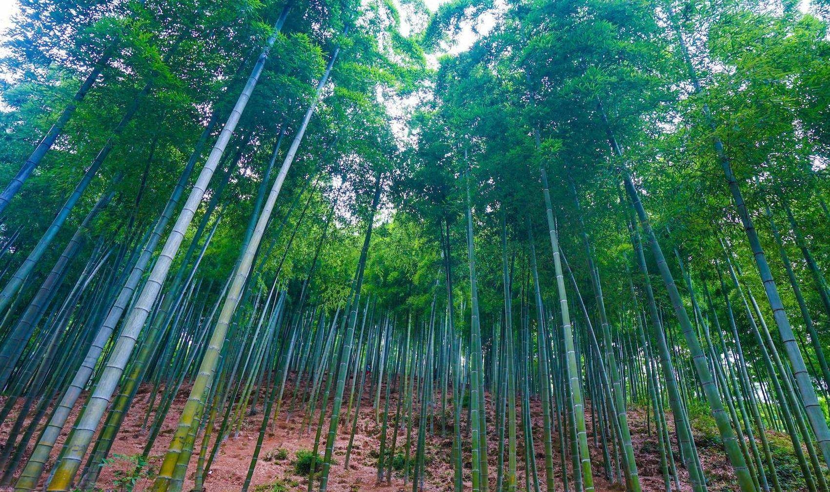 毛竹