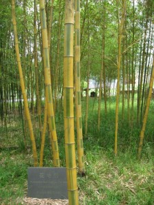 毛竹
