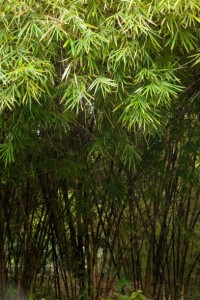 毛竹