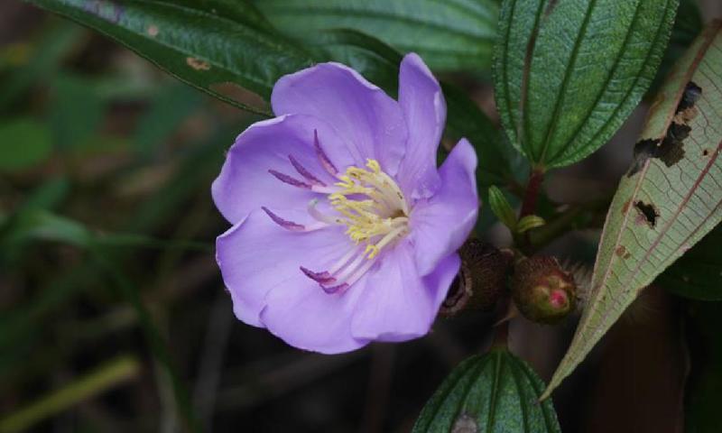 毛菍