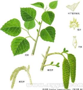 毛白杨器官特写