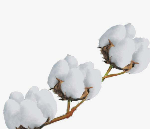 棉花