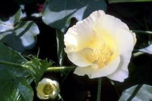 棉花花卉
