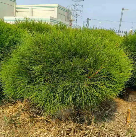 木麻黄