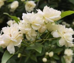 木香花