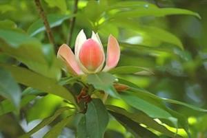 木莲