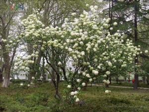 木绣球茎图册