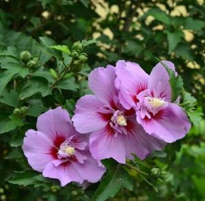 木槿花