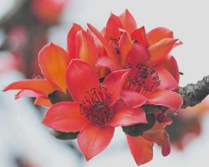 木棉花