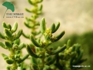 木本猪毛菜图册