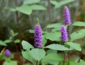 木姜花