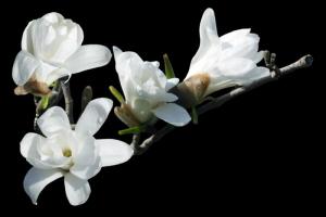 木兰花