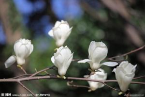 木兰花