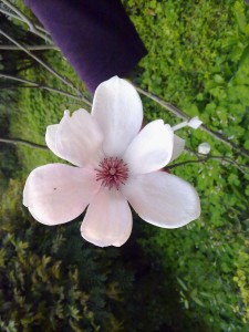 木兰花