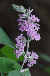 密蒙花