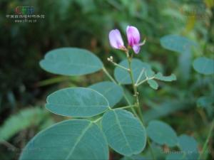 密花轮环藤图册