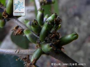 密花山矾图册