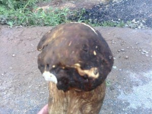 云南永平牛肝菌