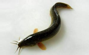 泥鳅