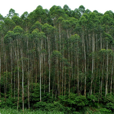 柠檬桉