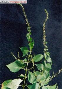 拟缺香茶菜