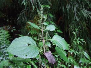 拟缺香茶菜图册