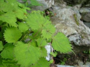 拟缺香茶菜图册