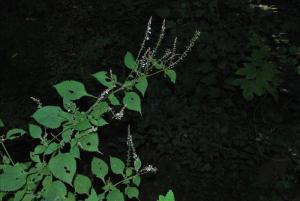 拟缺香茶菜图册