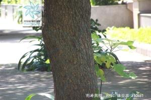 南岭黄檀图册