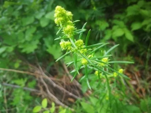 蓬子菜