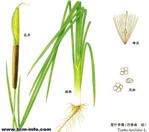 蒲蒻结构图解