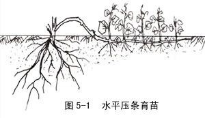压条