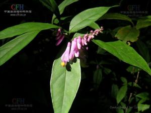 胖树根图册