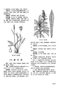 破天菜