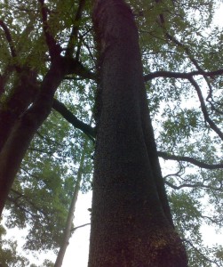 盆架树