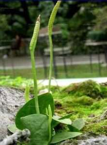 瓶耳小草